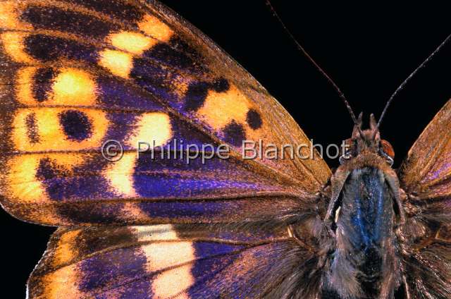 Apatura ilia 2.JPG - Apatura ilia  (Portrait)Petit mars changeantLesser Purple EmperorLepidopteraNymphalidaeFrance